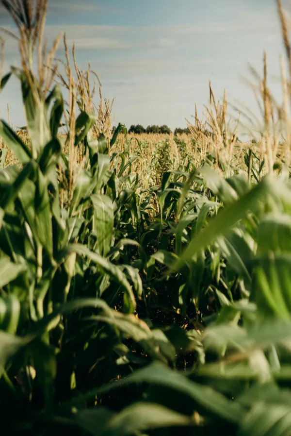 Cornfield